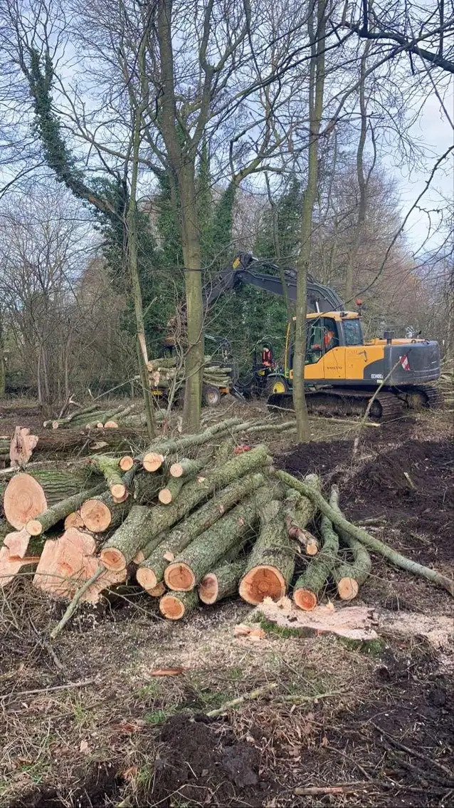 Forestry 3