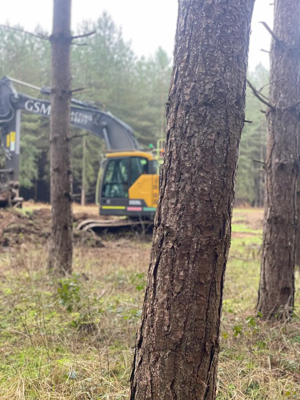 Forestry 13