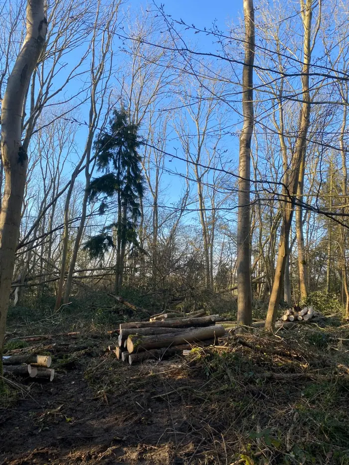 Forestry 2